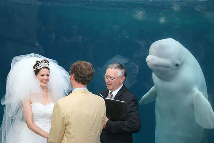 Marriage pic with Beluga Whale