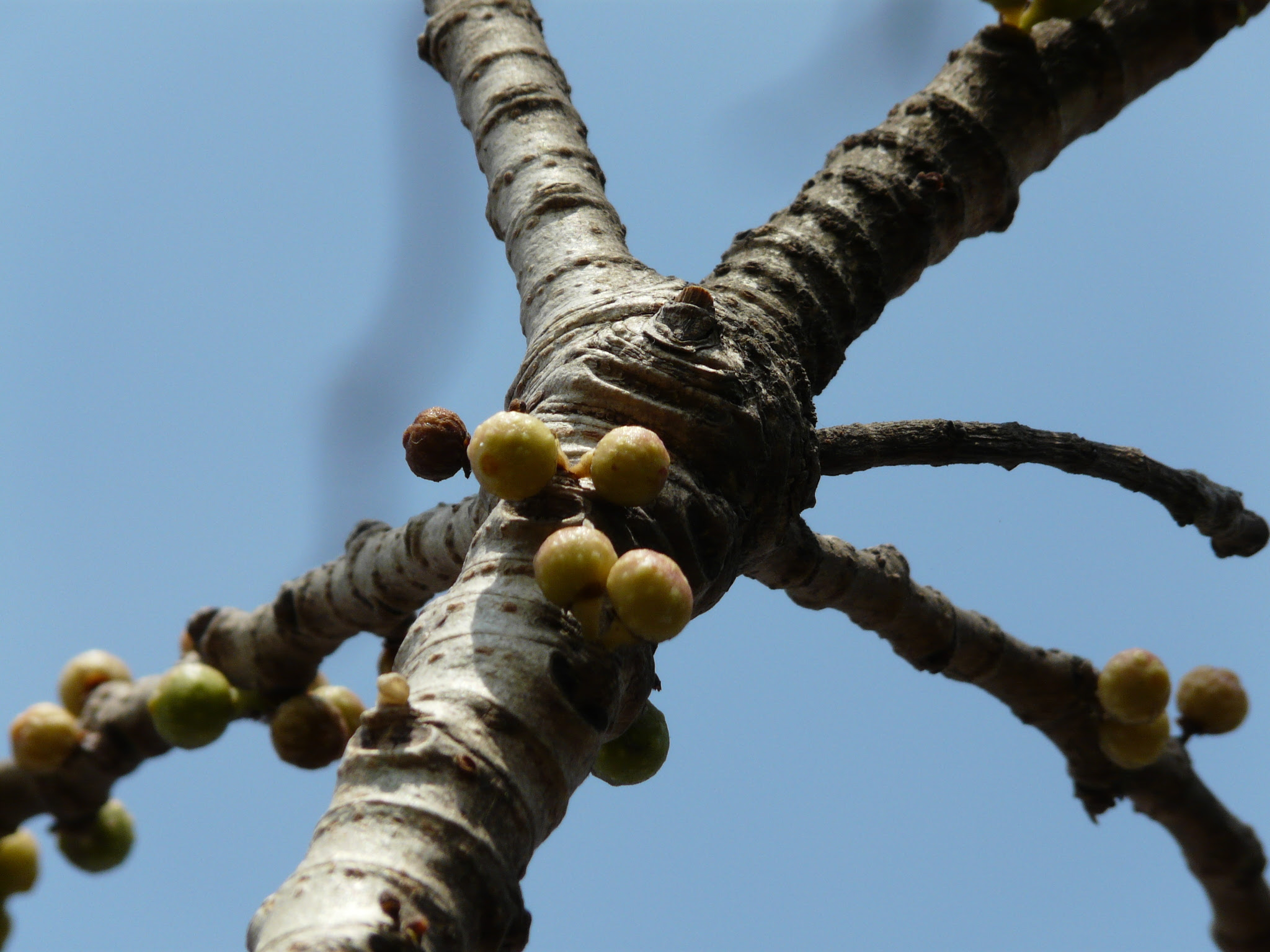 Ficus arnottiana (Miq.) Miq.