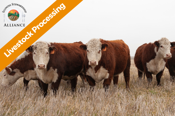 Livestock Processing is an Emerging Issue - Photo of cattle in the field