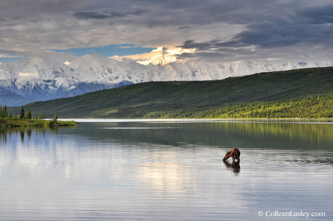 Moose in Wonder Lake, Denali National Park