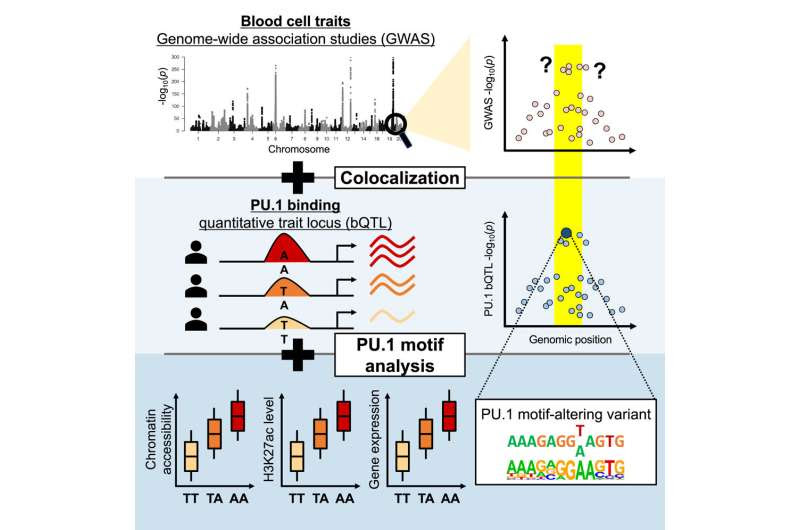 Computational method uncovers the effects of mutations in the noncoding genome