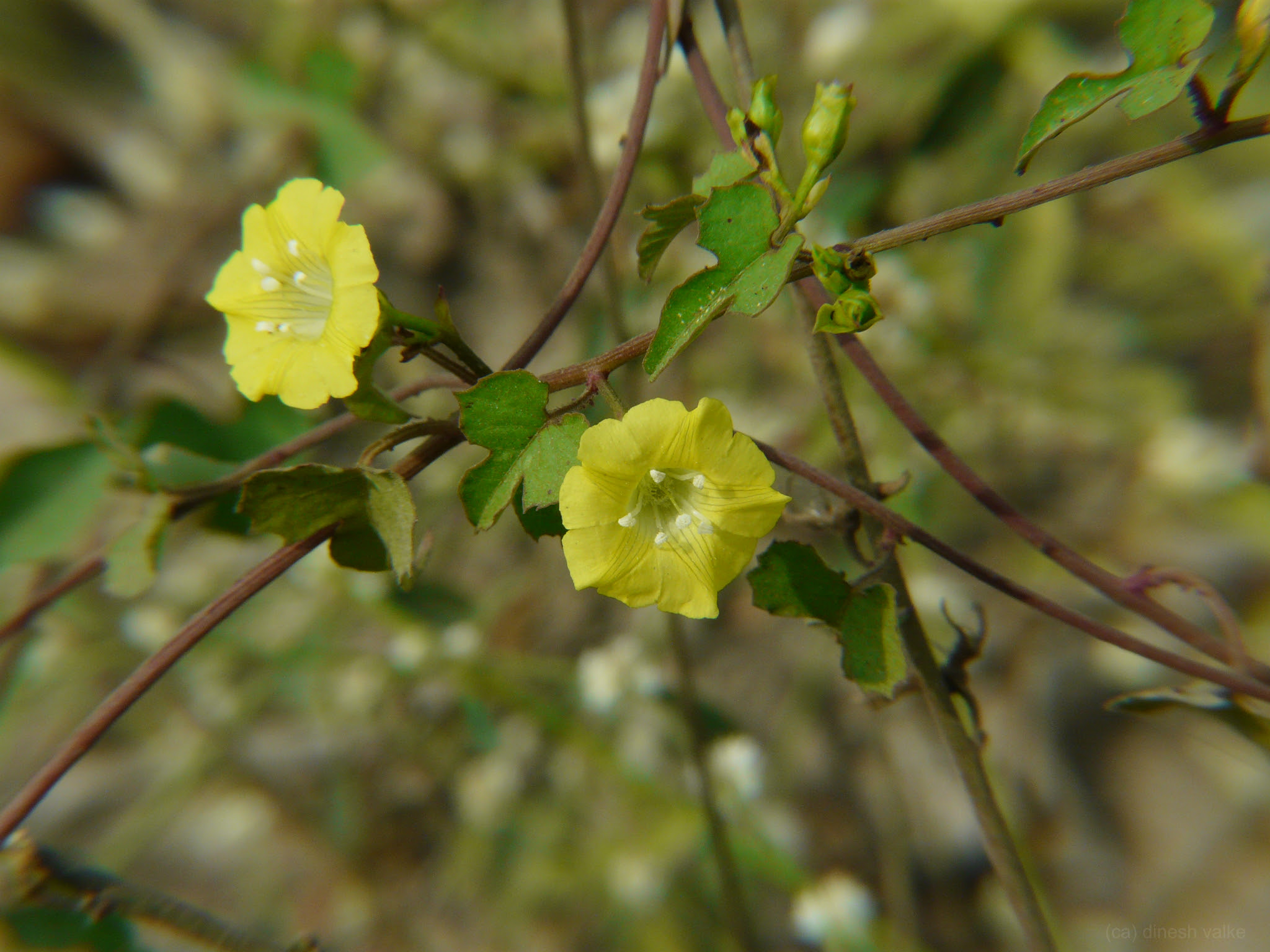 Merremia hederacea (Burm.f.) Hallier f.