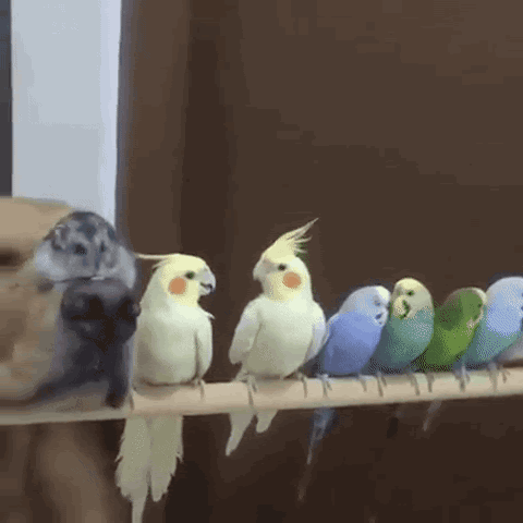 Image result for FUNNY MAKE GIFS MOTION IMAGES OF STUPID BIRDS