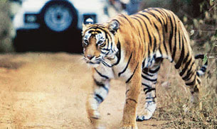 The wildlife panel has approved six projects inside or on the fringes of five tiger habitats. Udanti-Sitanadi Tiger Reserve in Chhattisgarh, Dudhwa Tiger Reserve in Uttar Pradesh and Ranthambore Tiger Reserve are among the affected.