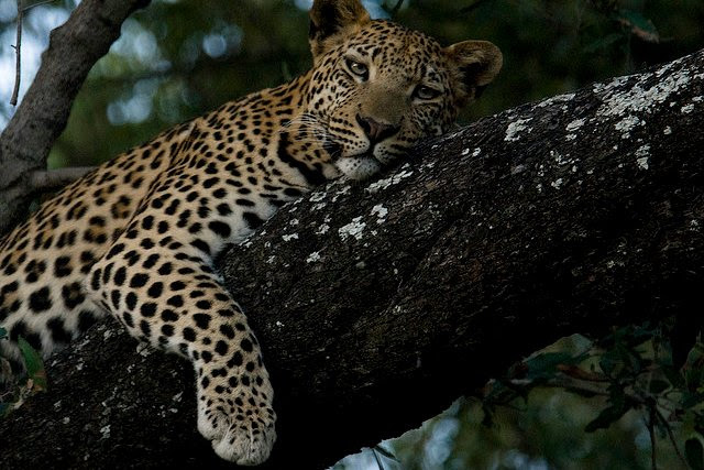File:Leopard in Botswana.jpg