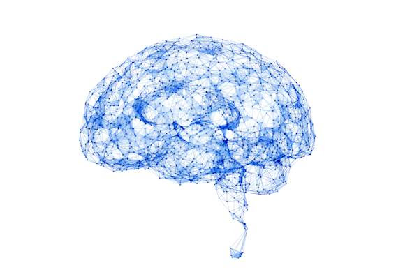 función del cerebro