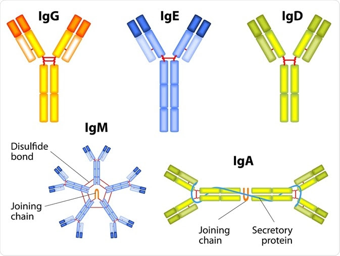 Structure of IgE, IgG, IgD, IgM and IgA