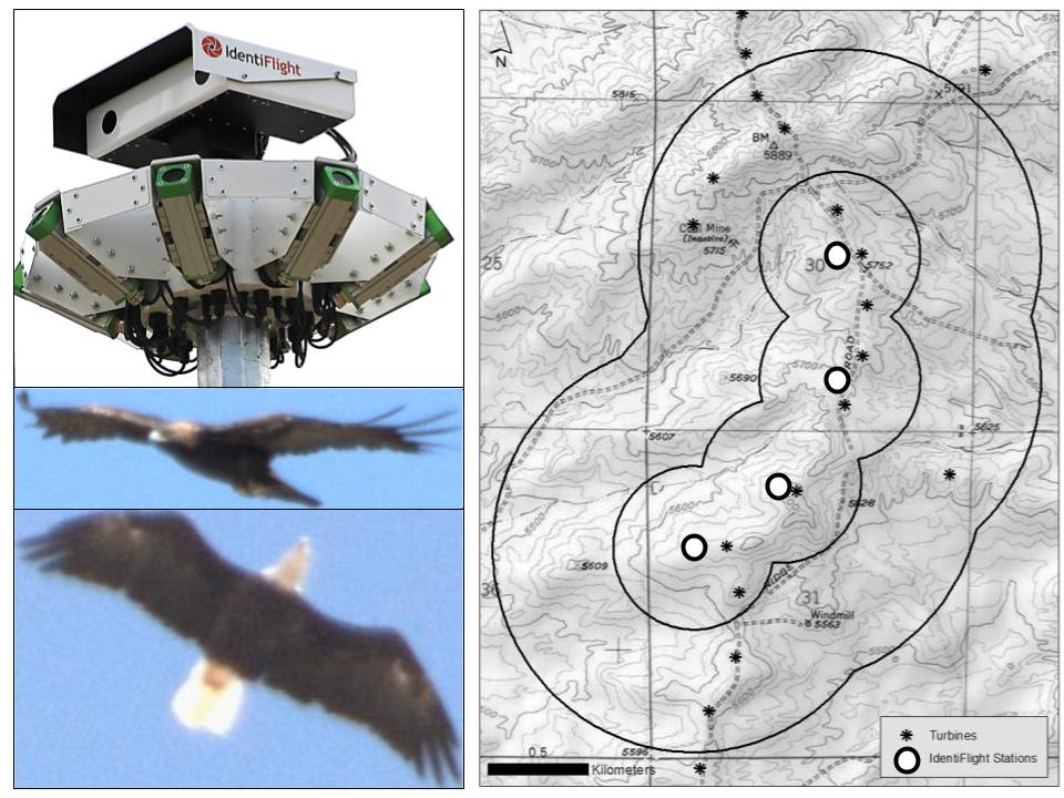 Collage showing the IdentiFlight telemetry tracking station, two eagles in flight, and a topographic map overlayed with telemetry data from Boise State Research High Performance Computing