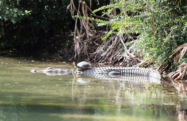 Amazing Friendship Between Reptiles