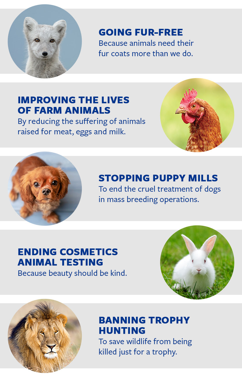Graphic describing the Humane Society of the United State's five big fights: Going Fur-Free, Improving the Lives of Farm Animals, Stopping Puppy Mills, Ending Cosmetics Animal Testing and Banning Trophy Hunting