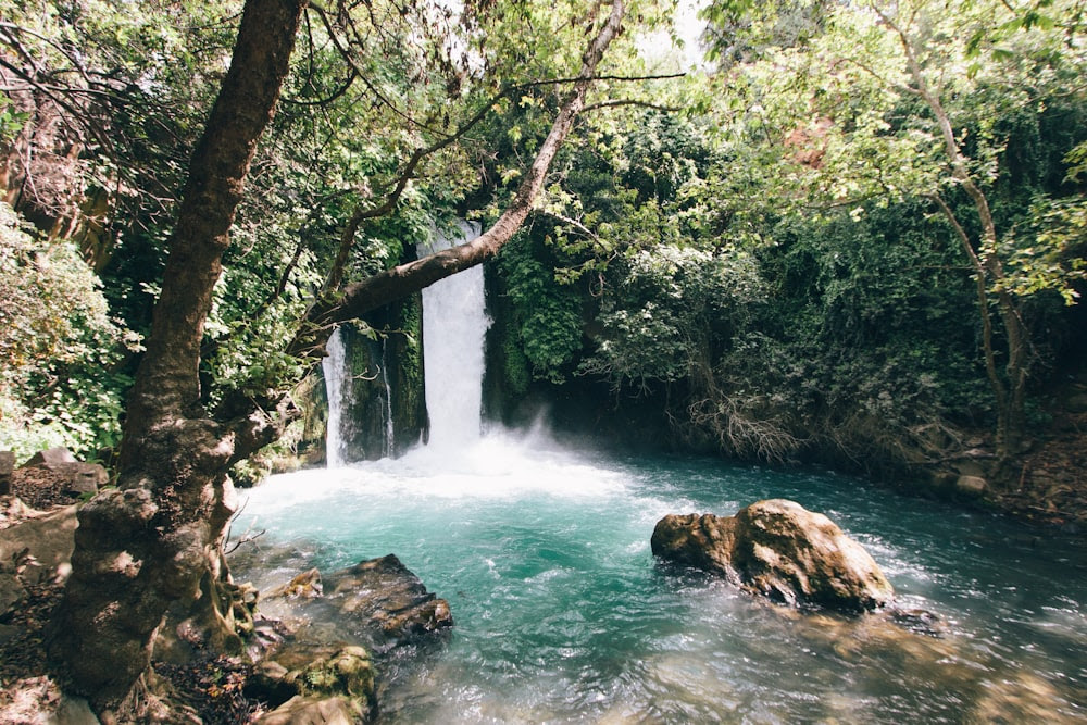 specchio d'acqua verde e bianco vicino alla foresta