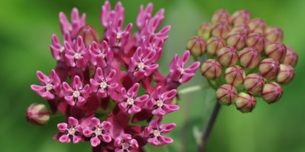 milkweed