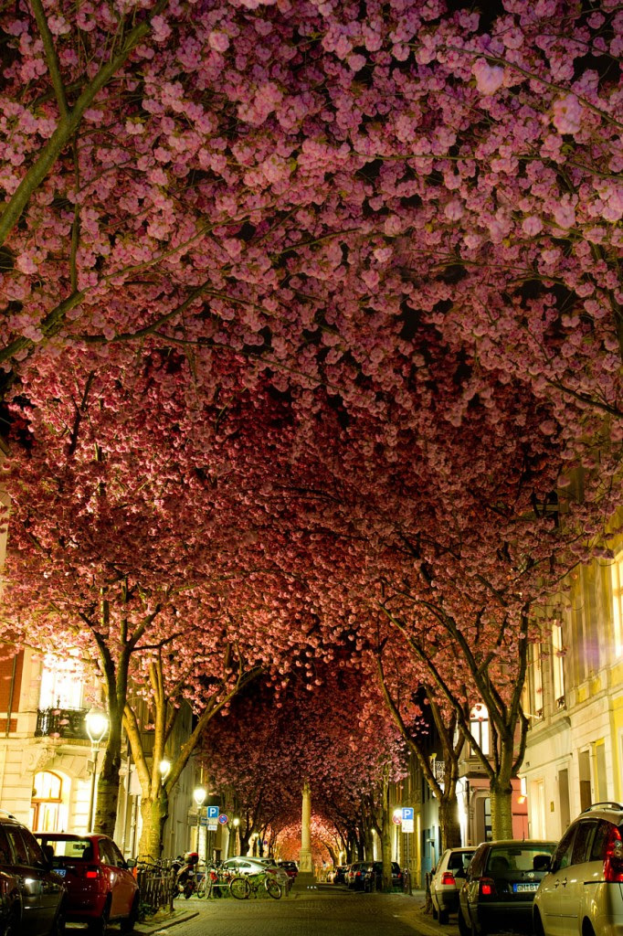 Tunnel of cherry blossoms, Bonn, Germany in April. Image by Adas Meliauskas