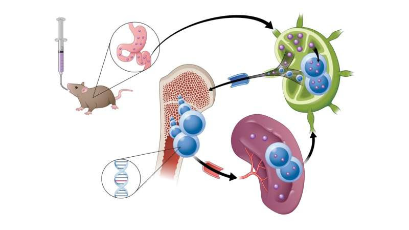 New drug candidate uses novel absorption method to target cancer cells in mice