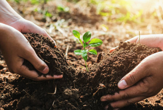 image of two people holding soil