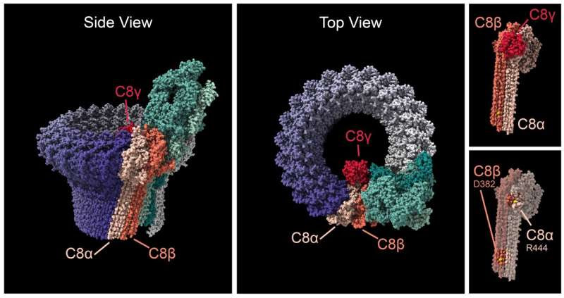 Extremely rare gene variants point to a potential cause of age-related macular degeneration