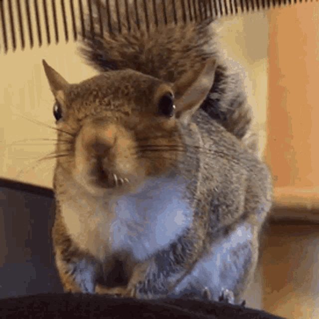 Squirrel Crazy GIF - Squirrel Crazy Cute GIFs