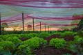 Horta2