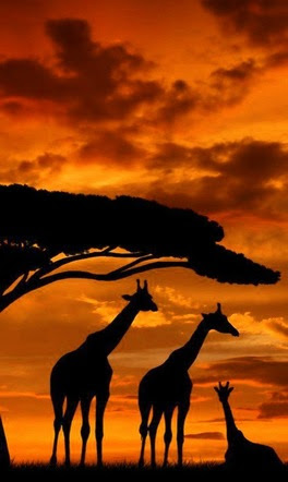 Giraffe-x-3-Orange-Sky