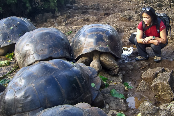 Giant tortoises Charles Darwin Research Center in Galapagos islands