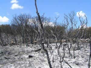 Desolador paisaje tras un incendio 2005