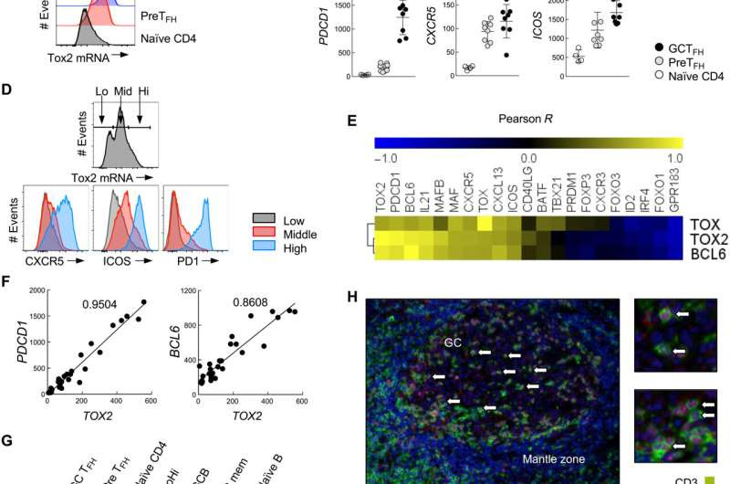 Scientists identify Tox2 as a key regulator of TFH immune cells