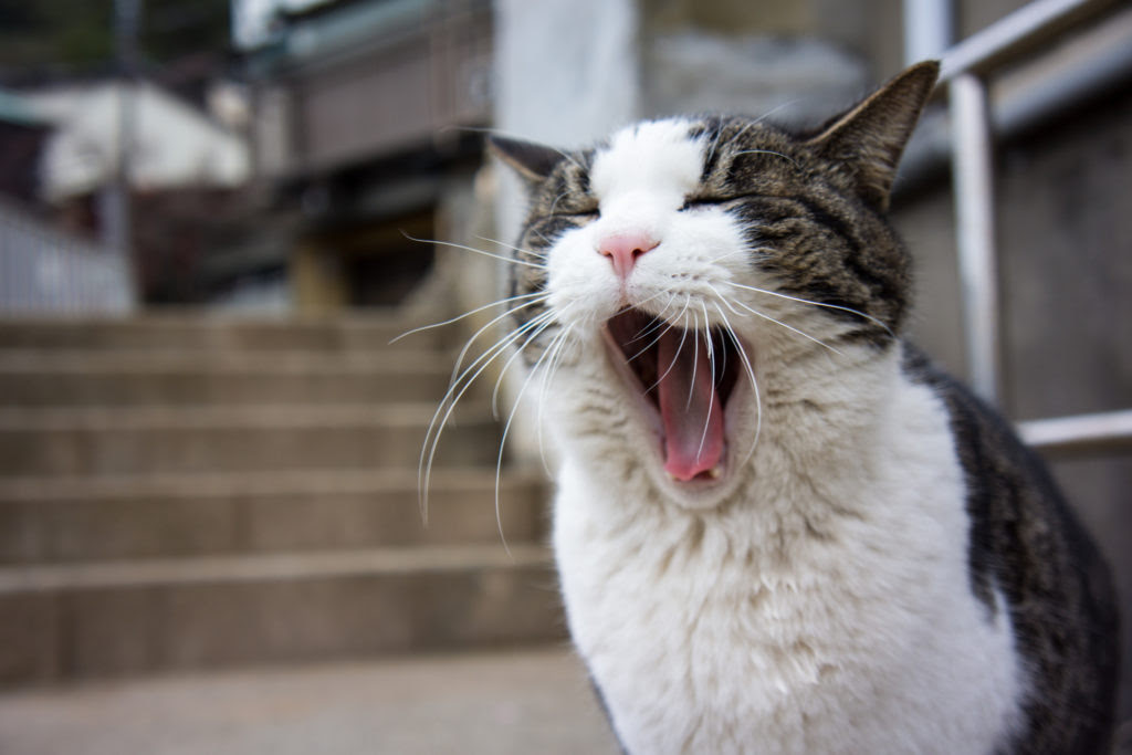 Most mammals, including cats, yawn. Photo by RahenZ via Flickr (CC BY-NC-ND 2.0)