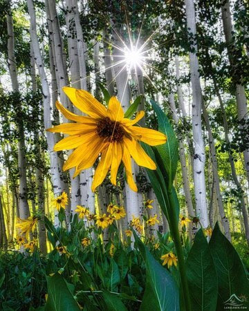 Sunflower-in-the-woods