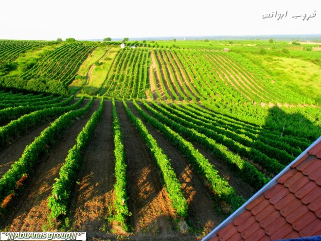 مزارع العنب في اوروبا