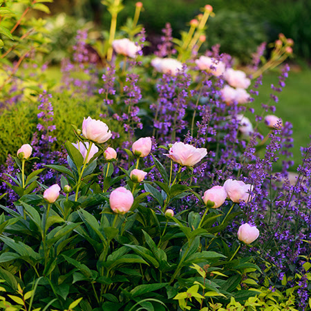 TIPS - March - The Best Perennial Flowers and Plants For Your 2023 Garden 