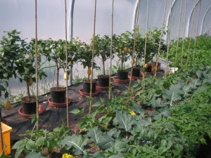 Pot grown lemons beside climbing French beans and calabrese in spring Pot grown lemons beside climbing French beans and calabrese in spring