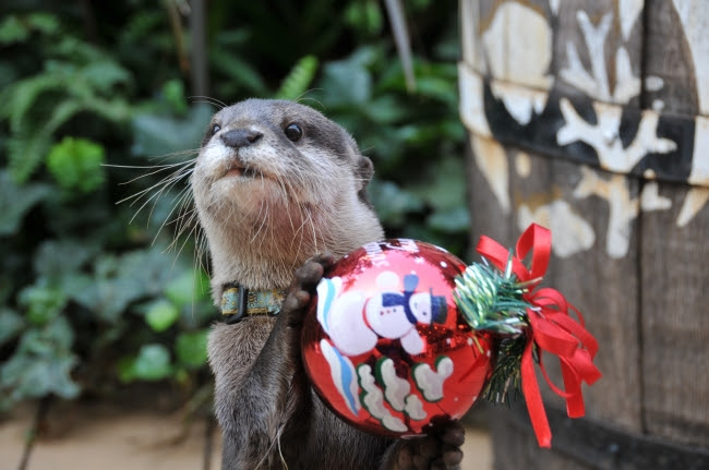 カワウソ・グリーティングタイム～クリスマスver.～