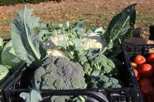 vegetables-20