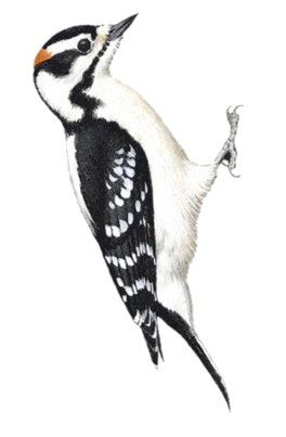 Downy Woodpecker