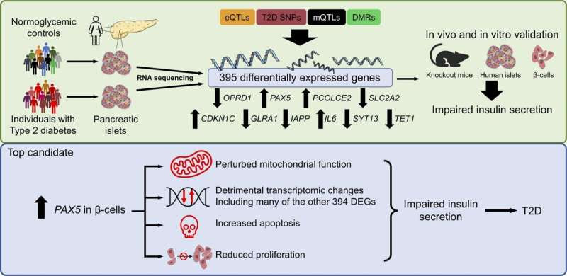 PAX5—a gene strongly associated with impaired insulin secretion in type 2 diabetes