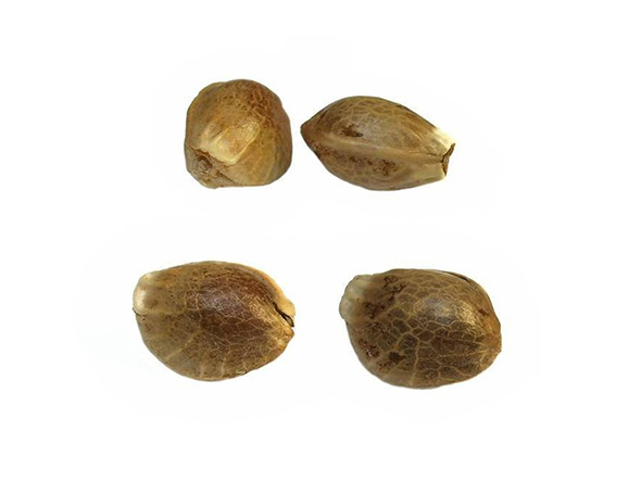 Gowing Elite Marijuana seeds