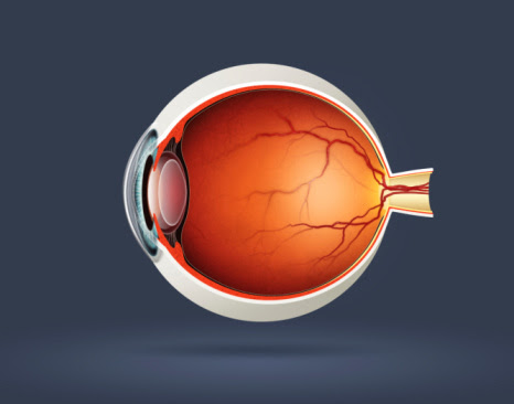 illustracion de la anatomia del ojo