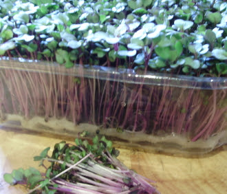 Pink kale seedlings - fast-growing, nutritious microgreens for winter salads.
