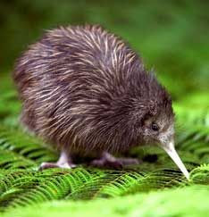 Kiwi, New Zealand