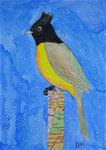 Black Crested Bulbul - Posted on Tuesday, February 10, 2015 by Ketki Fadnis