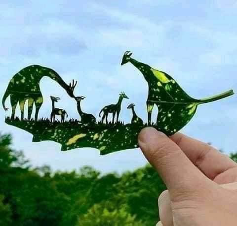 Giraffe-Leaf-Family