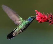 Gardening to Attract Hummingbirds
