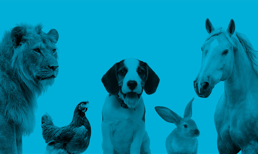 A lion, chicken, dog, rabbit and horse over a blue background