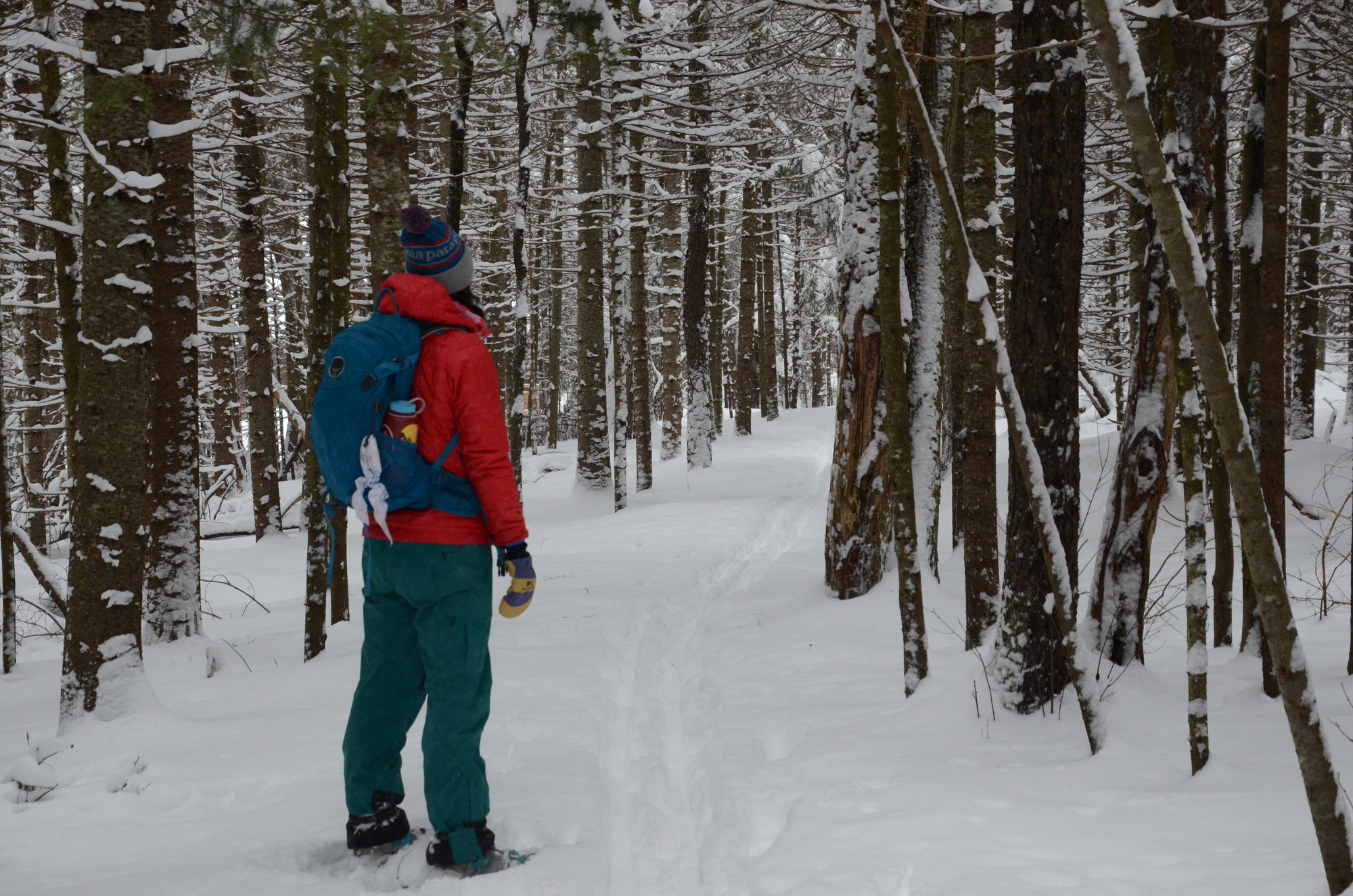 Snowshoer on snowy trail