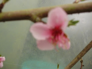 Peach flower with deeper pink staining in centre - clearly indicating pollination has taken place