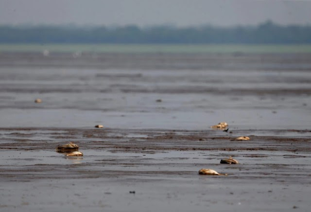 Filhote de jacar e peixes mortos em decorrncia da forte seca no rio Solimes, em Manacapuru (AM)