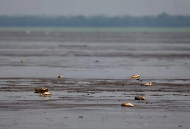 Filhote de jacaré e peixes mortos em decorrência da forte seca no rio Solimões, em Manacapuru (AM)