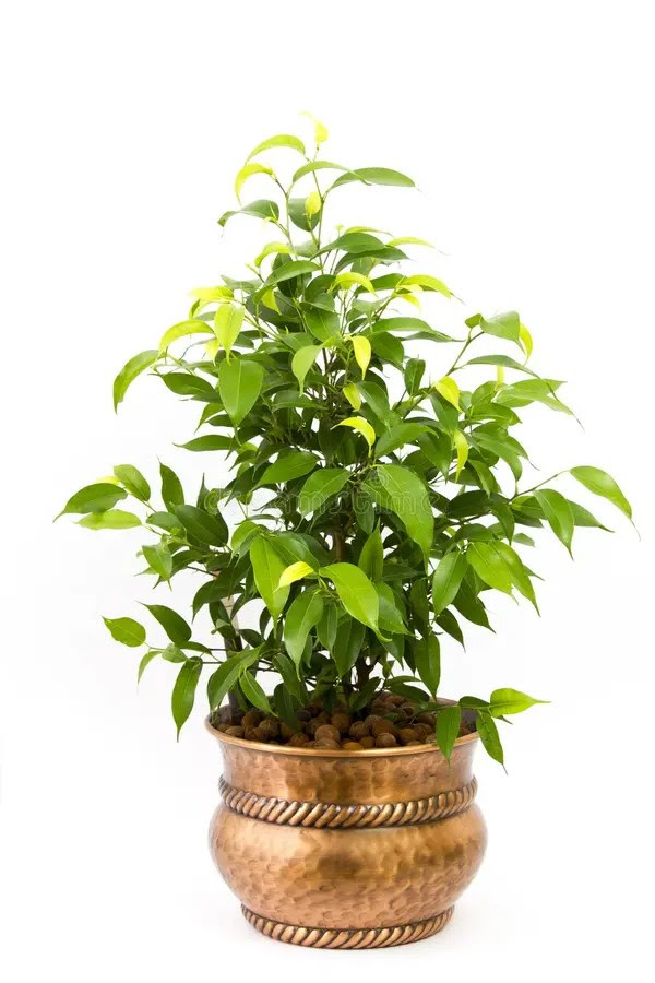Ficus Benjamina In A Metal Rustic Pot Stock Image Image of flowerpot