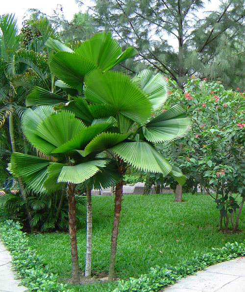 cay ke nhat san vuon