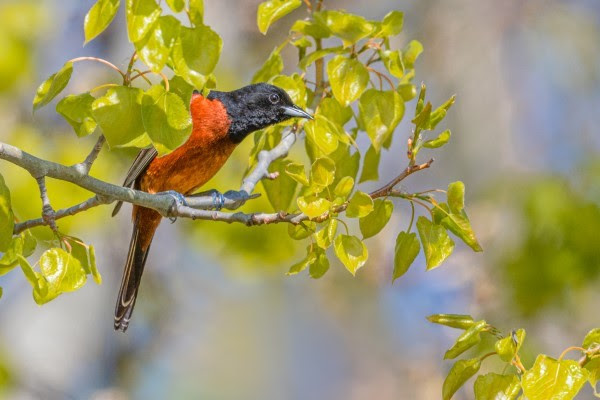 An orchard oriole, a small black songbird with a striking orange belly, sits in a tree.